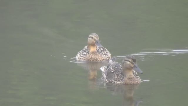РЫБАЛКА НА ПОПЛАВОК!ГИГАНТ ИЗ ГЛУБИНЫ И МОРЕ АДРЕНАЛИНА)