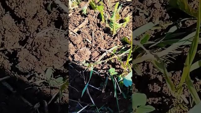 Древняя монета! Находка класс! #xp #коп #клад #копмонет #кладоискатель #копновое #металлоискатель