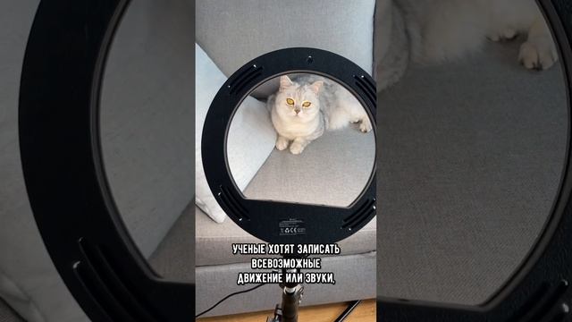 Скоро мы реально сможем понять, что говорят нам животные