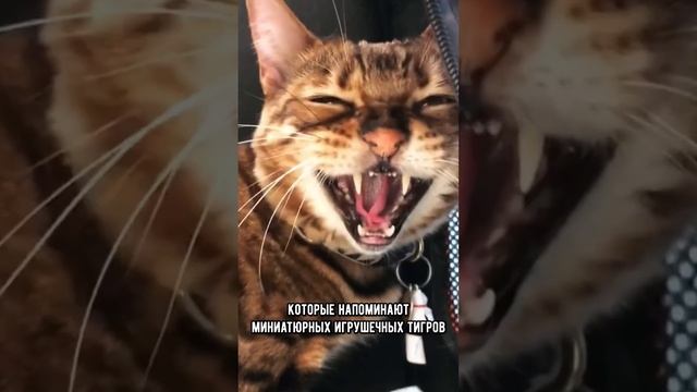 Три редкие и необычные породы кошек