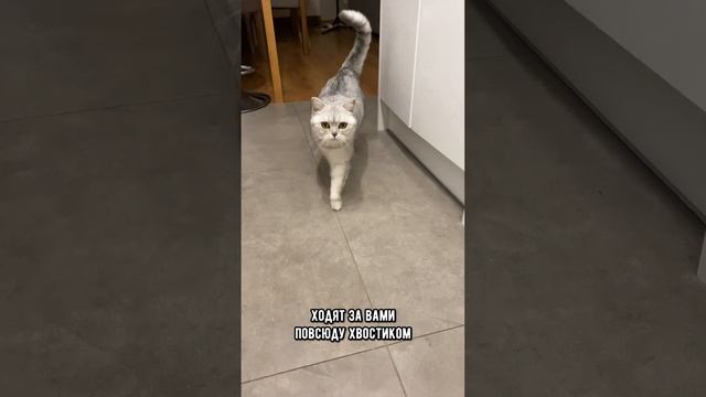 Как по форме лапки можно определить характер котика