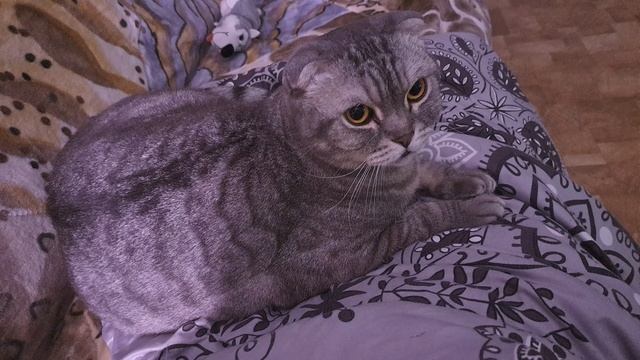КОШАЧИЙ КОНТЕНТ
