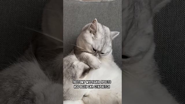 Почему кошка сначала кусает, а затем облизывает руку