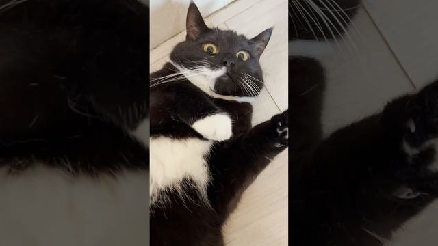 Кот на расслабоне