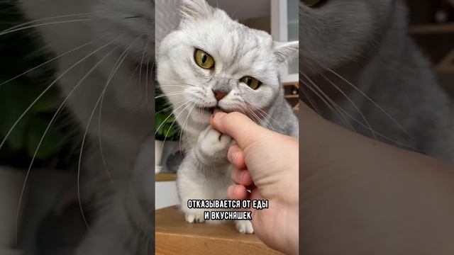 Как понять, что у кошки депрессия