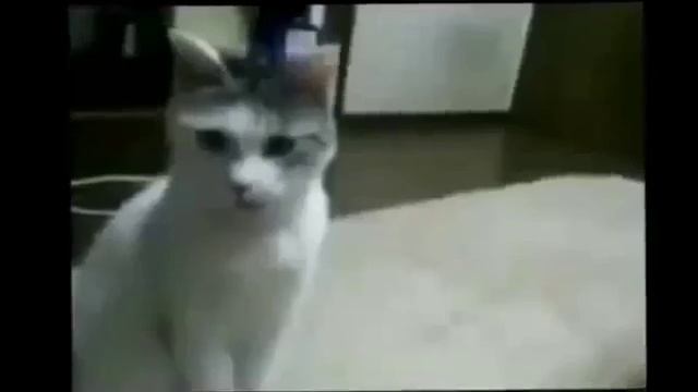 Смешные видео про котов))) ржачные котэ...