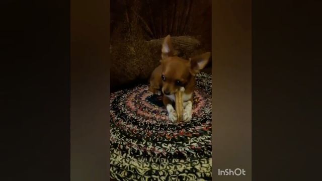 За косточку всё отдам