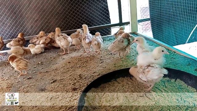 Lohmann Brown White tail | European Layer | Now Booking Available at Brothers Poultry Farm