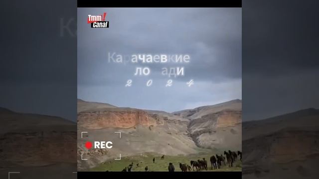 Карачаевские лошади 2024.#karachayhorse #karachaybreed #топ