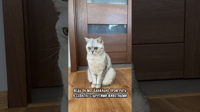 Скучает ли кот по тебе, когда ты уходишь