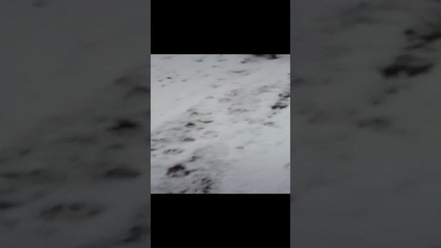 прогулка с Якуром