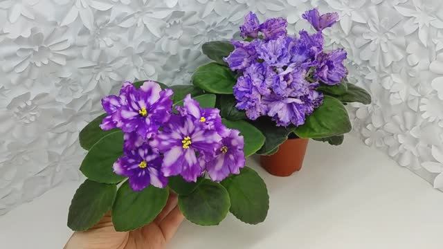 Фиалки МТ-Свет Кометы и ВаТ-Инопланетянин