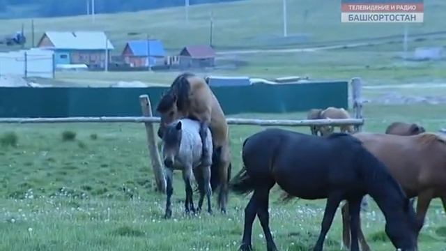 Ляпы в эфире. Вести Россия Башкортостан