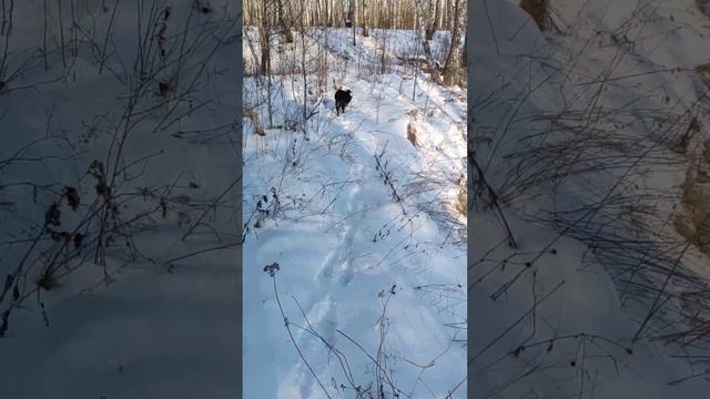 Волкособ. Канадский волк - гибрид. 27 ноября