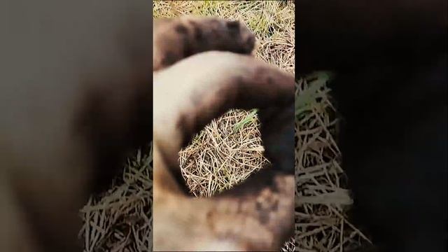 Поле усыпано монетами! #xp #коп #клад #кладоискатель #копмонет #металлоискатель #копновое