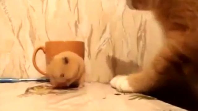 Эти забавные животные. Кошка и хомяк( Хома жадничает) 😀