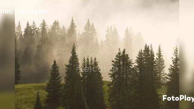 Леса