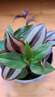 Традесканция