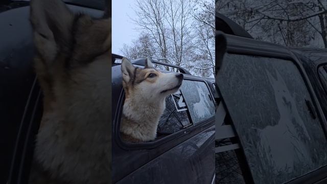 Правильная реакция лайки