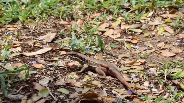 Lizards you will see in Varadero Cuba , que animales van a ver en cuba