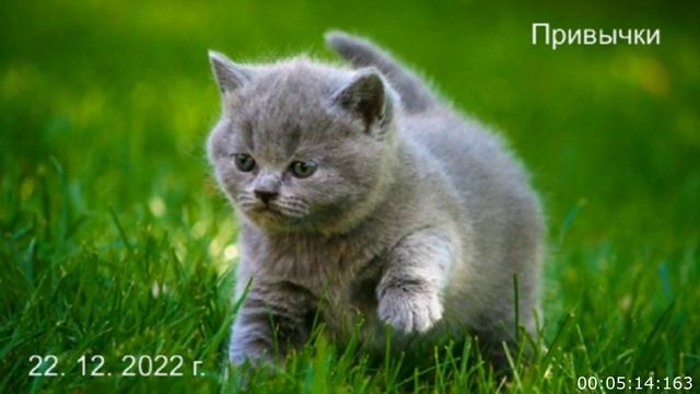 560 Привычки 22.12.2022 г. (полная версия)