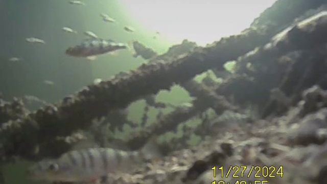 1000033781.mp4Волга гл.3м.27.11.2024г.