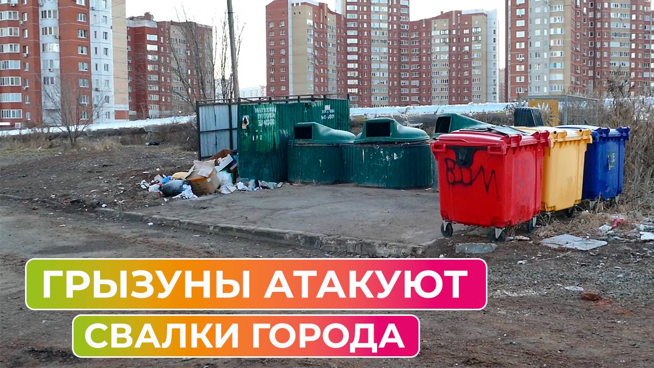 Неубранный мусор в Оренбурге привел к тому, что город атаковали крысы