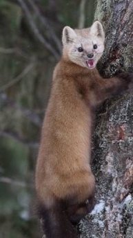 Если пастушьей собаке не дать овец, то она будет пасти кота 😁 😁 😁...о... 👍❤️))) ...☺ 😊 🐻😻 😍