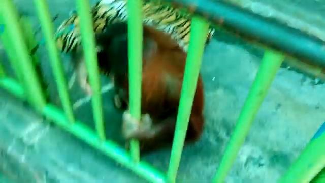 орангутан