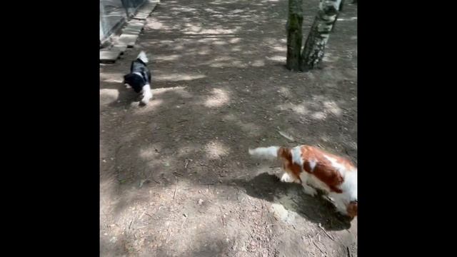 Куриное изобилие
