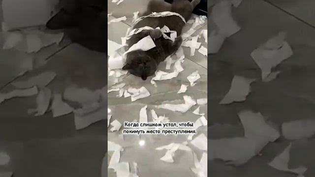 Шкодники