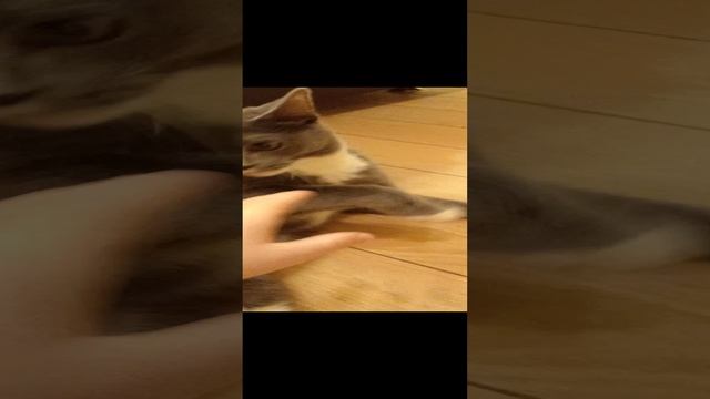 Ященка котёнок