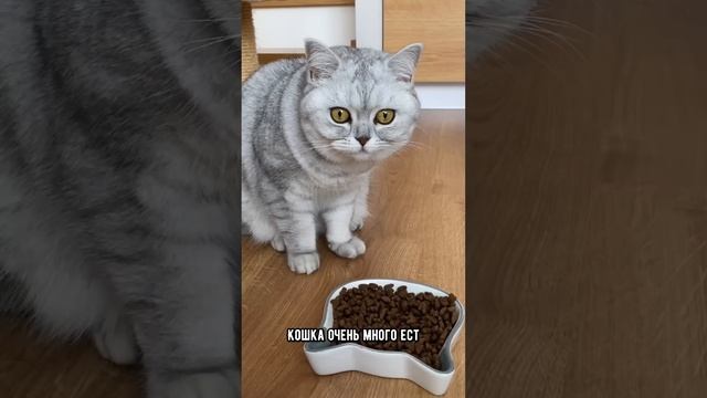 Как понять, что кошке скучно