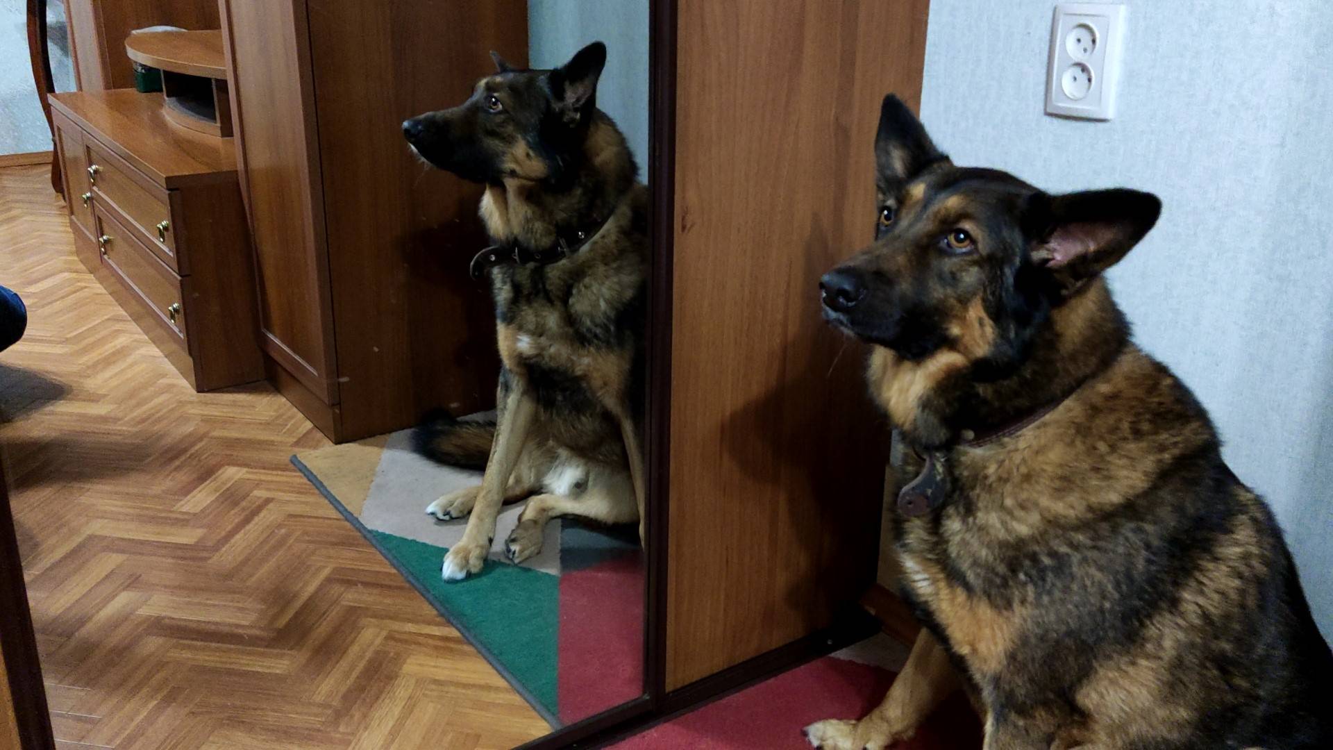 Математическая собака