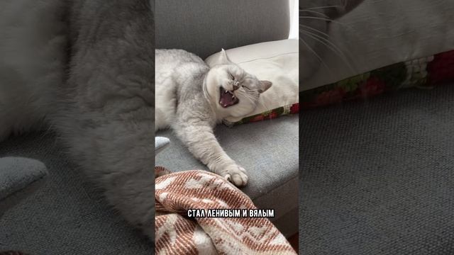 Симптомы болезни сердца у кошек