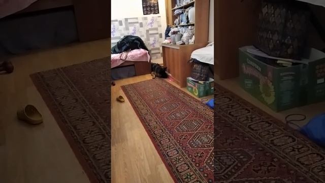 Проверим, только кошки играют с лучом света?