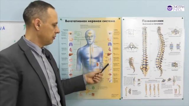 Влияние позвоночника на внутренние органы