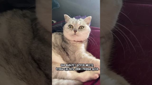 Где нельзя ставить кошачий лоток