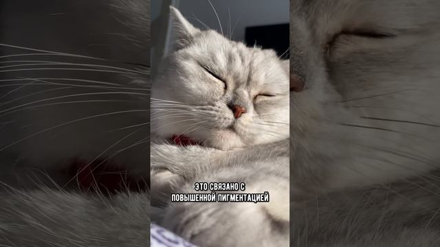 Чёрные пятна во рту у кошки. Что это