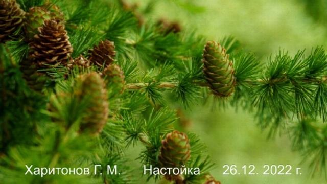 566 Настойка 26 дек 2022 г.