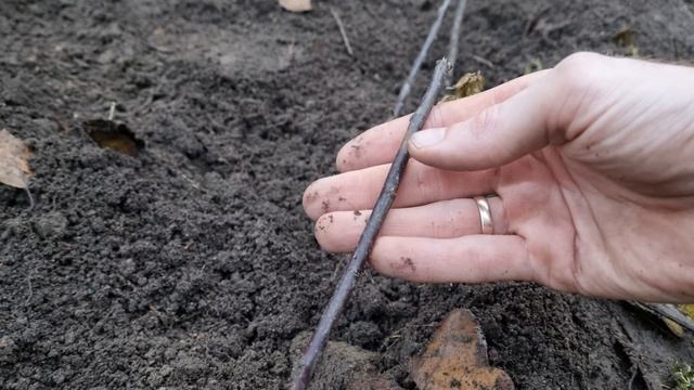 Как посадить маточник  подвоя