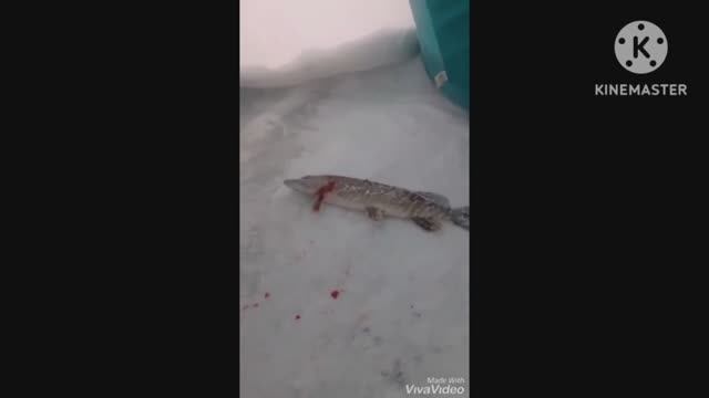 Вуокса зима 2020