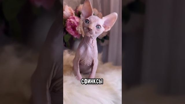 Породы котиков, которые любят сидеть на руках