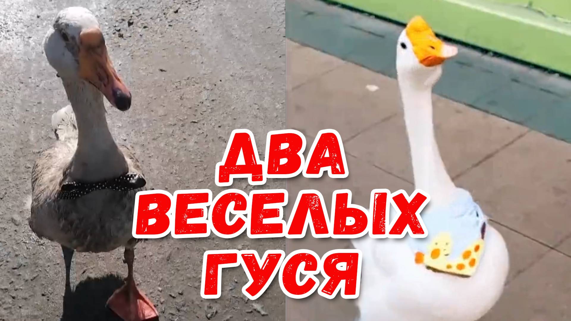 Гуси, гуси! Га-га-га! #гуси