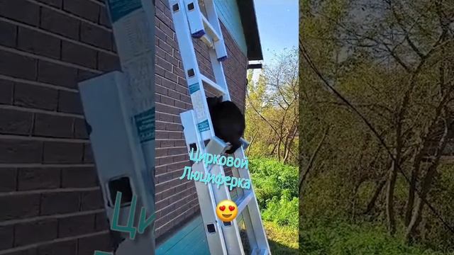 Котик трюкач 😍