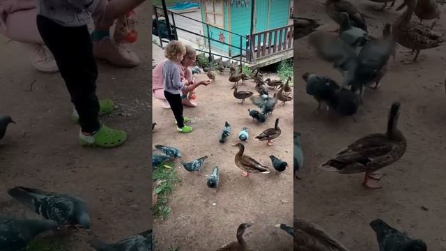 Идем уточек кормить