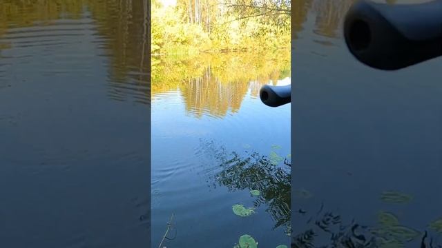 ЧТО ЗА БОЛЯЧКИ НА РЫБЕ? #плотва #fishing #рыбалка