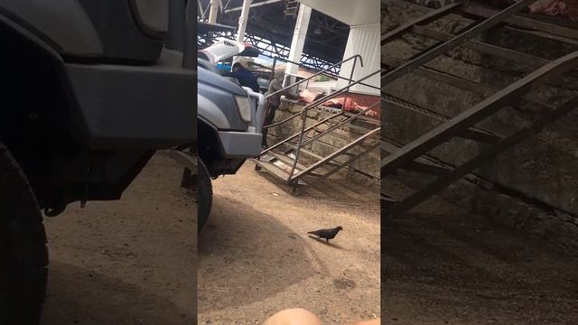 Разгрузка мяса на рынке в Улан-Удэ