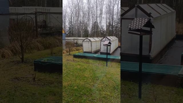 Как отучить кошек гадить в грядки