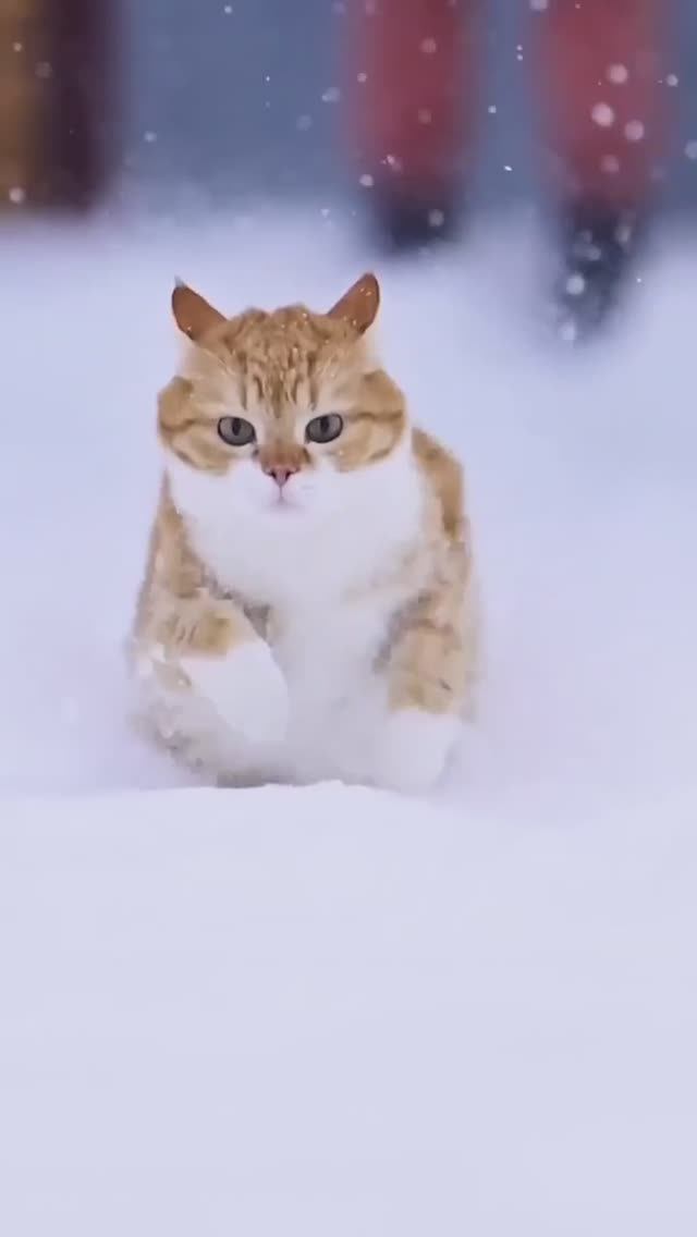 Пушистая мощь